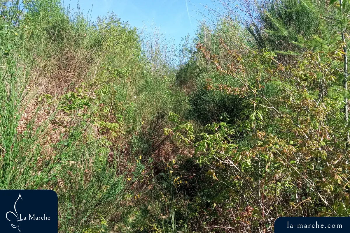 Petit chemin sperpentant