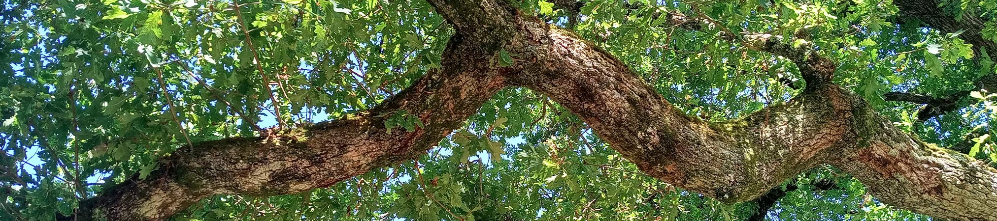 Chêne, l'arbre de la Creuse